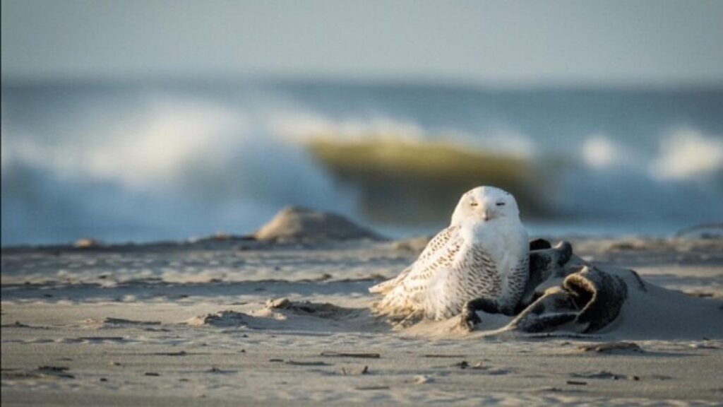 owl